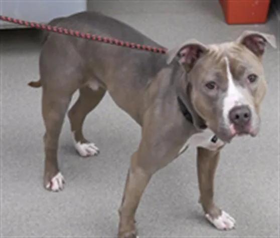 A young large-sized female Boxer dog named Margo for adoption in Omaha, NE