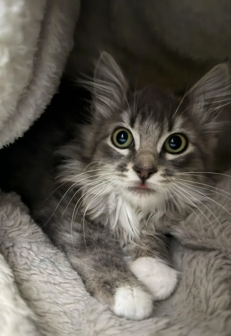 Magnus And Nimbus thumbnail 2