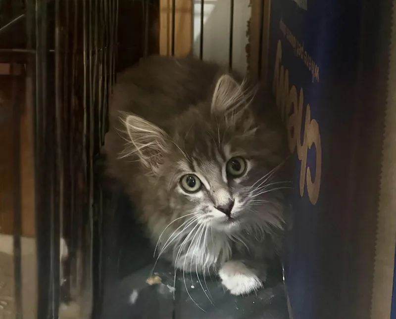 Magnus And Nimbus thumbnail 3