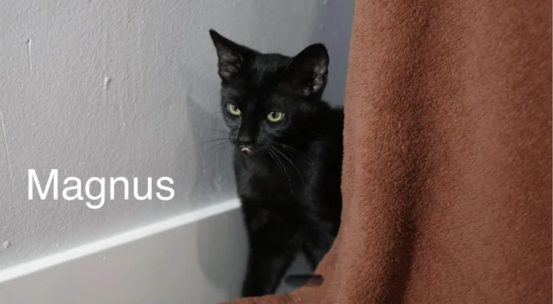 Magnus And Nimbus thumbnail 4