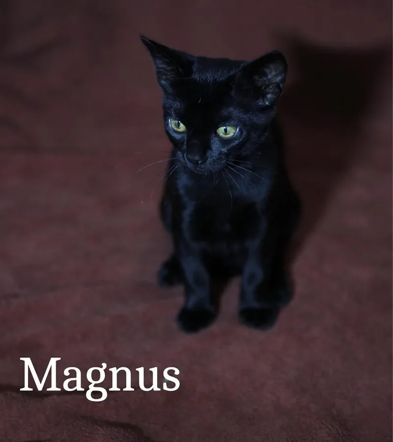 Magnus And Nimbus thumbnail 6