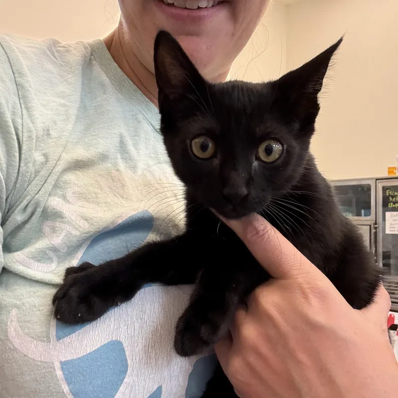 A baby medium-sized female Black Domestic Short Hair cat named Minny for adoption in Miami Beach, FL