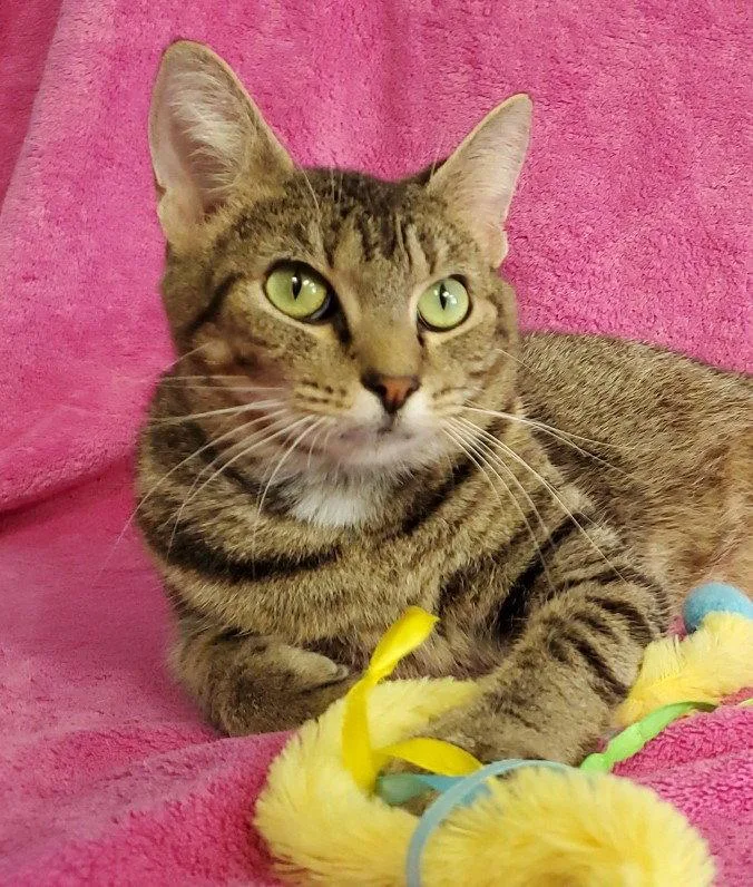 An adult medium-sized female Domestic Short Hair cat named Amelia for adoption in Greenville, IL