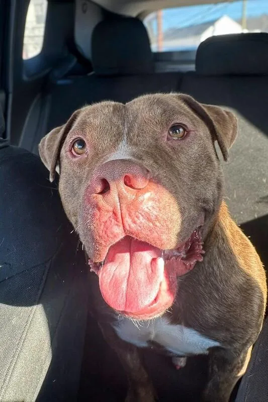 An adult medium-sized male Mixed Breed dog named Clee for adoption in Miamitown, OH