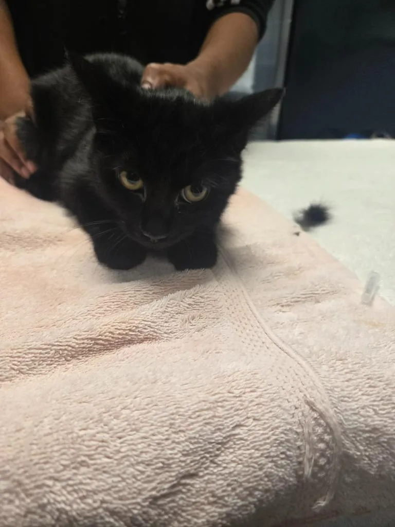 A baby small-sized female Domestic Short Hair cat named Mila for adoption in Detroit, MI