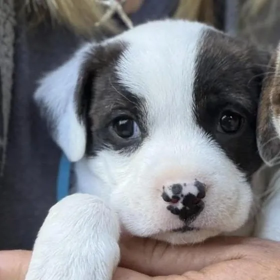 A baby small-sized female White / Cream Boston Terrier dog named Diane for adoption in Santa Rosa, CA