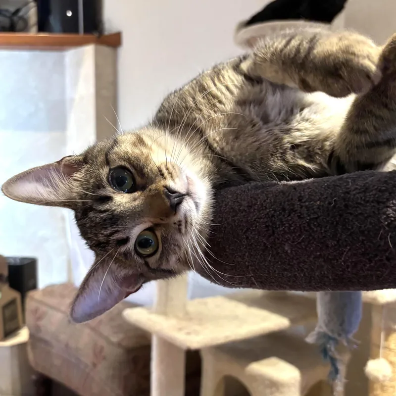 A young medium-sized female Tabby (Brown / Chocolate) Domestic Short Hair cat named Bailey for adoption in Orange, CA