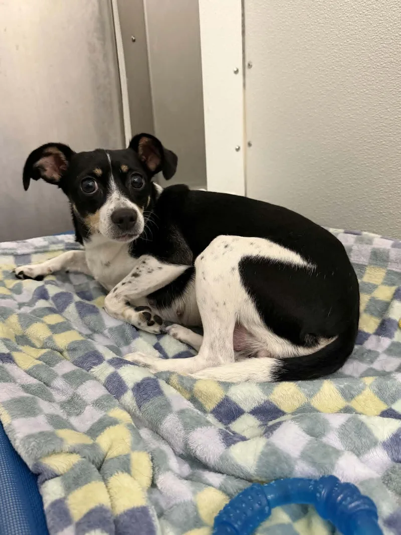 An adult small-sized female Tricolor (Brown, Black, & White) Rat Terrier dog named Paws for adoption in Chambersburg, PA
