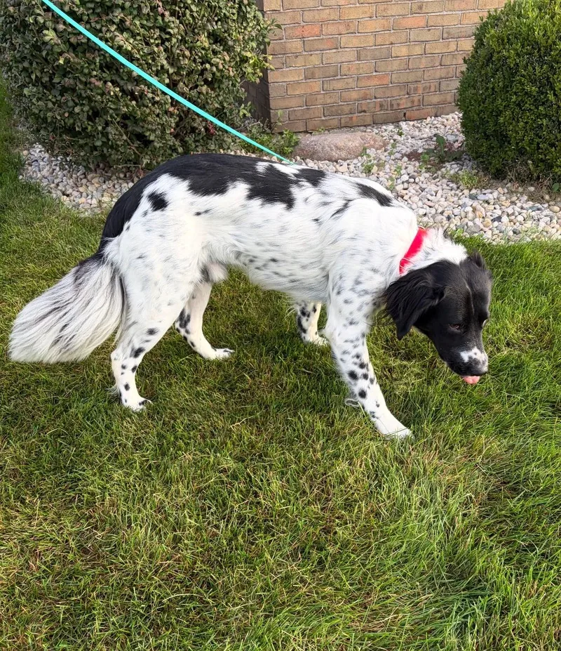 An adult large-sized male Great Pyrenees dog named Beau for adoption in Celina, OH