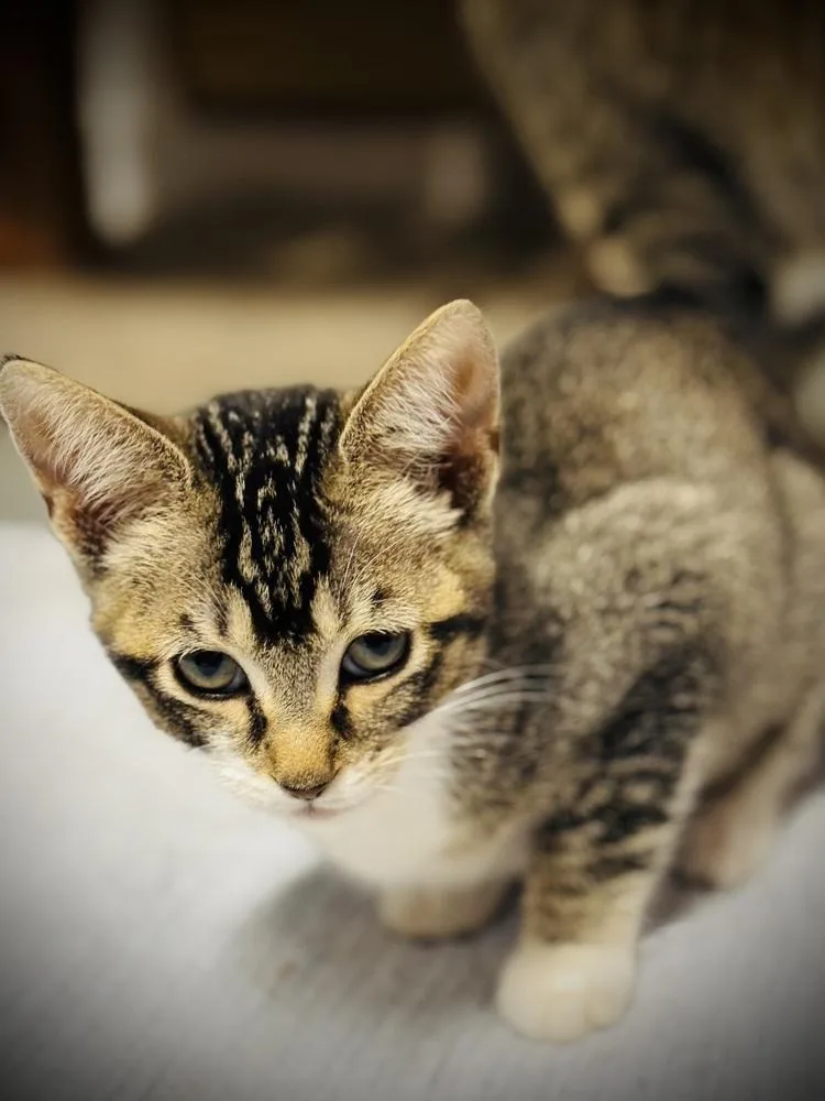 A baby small-sized female Tabby (Brown / Chocolate) Domestic Short Hair cat named Anna for adoption in Jackson, GA