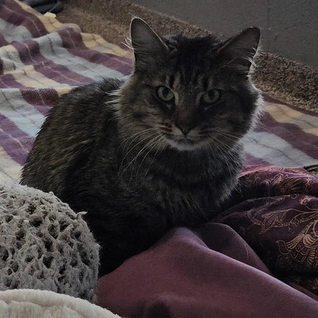 A young small-sized male Domestic Long Hair cat named Appa for adoption in Centerville, MA