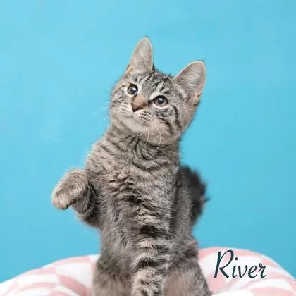 A baby small-sized male Domestic Short Hair cat named River for adoption in Parma, OH