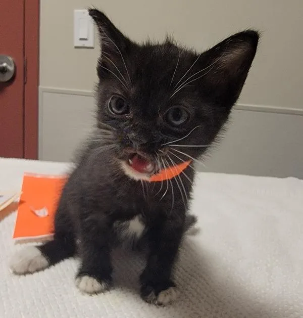 A baby small-sized female Domestic Short Hair cat named Morgana for adoption in Oakland, CA