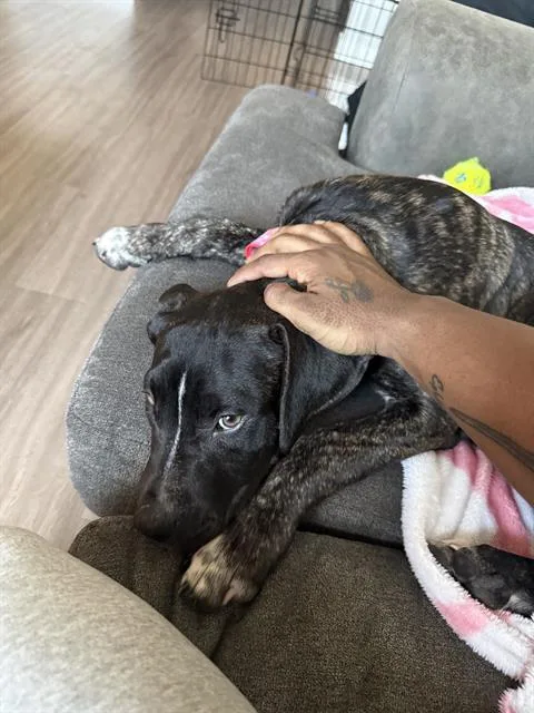A young medium-sized female American Staffordshire Terrier dog named Bella for adoption in San Antonio, TX