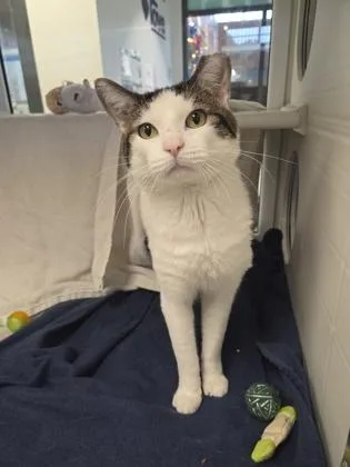An adult medium-sized male White Domestic Short Hair cat named Are You A Disco for adoption in Kansas City, MO