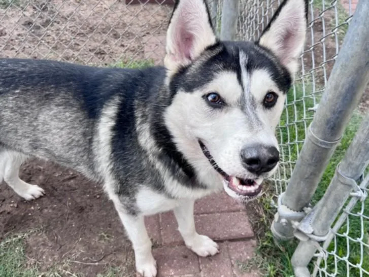 An adult large-sized male Siberian Husky dog named Steven for adoption in Houston, TX