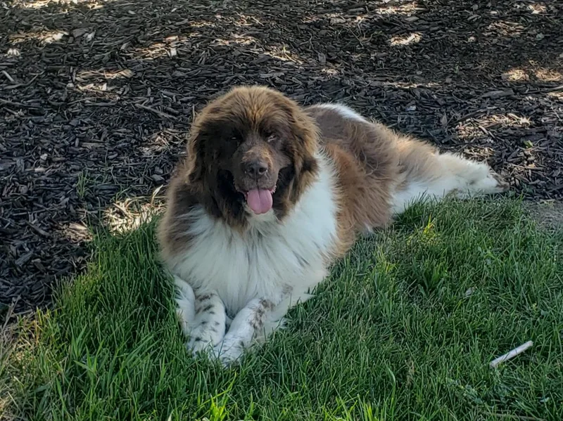 An adult large-sized female Brown / Chocolate Newfoundland Dog dog named Newf for adoption in Indianapolis, IN