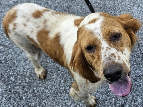 An adult medium-sized female Brittany Spaniel dog named Chloe for adoption in Dallas, GA