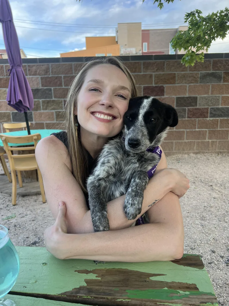 A young medium-sized female Black Australian Cattle Dog / Blue Heeler dog named Josie for adoption in Fort Collins, CO