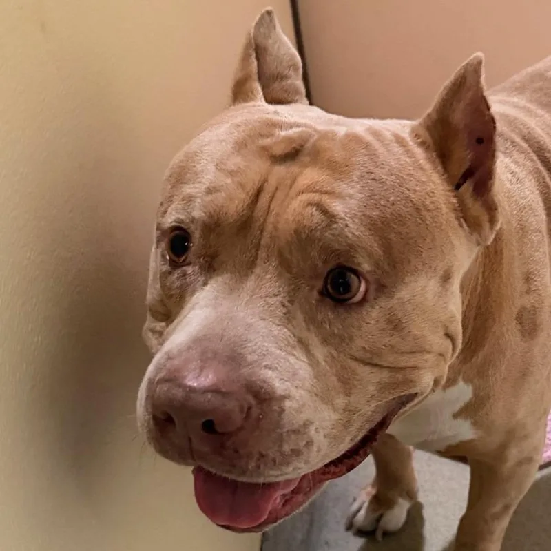 An adult large-sized male Yellow / Tan / Blond / Fawn Pit Bull Terrier dog named Kevin for adoption in Chino Hills, CA