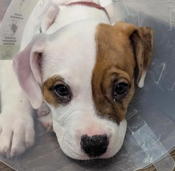 A baby small-sized female Pit Bull Terrier dog named Shawn Michaels for adoption in San Diego, CA