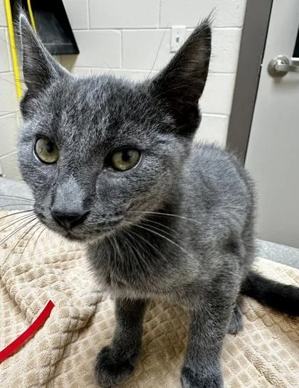 A baby small-sized male Domestic Short Hair cat named Jacob for adoption in Westland, MI