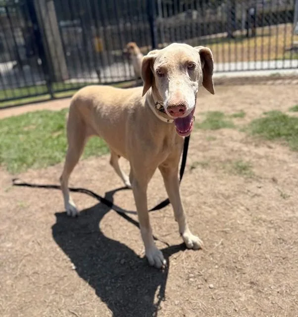 An adult large-sized female Doberman Pinscher dog named Lemon for adoption in Riverside, CA