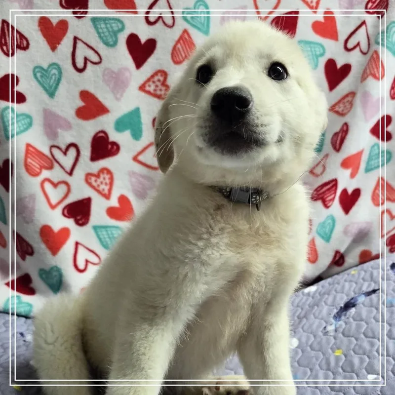 Cypress Woods thumbnail 2