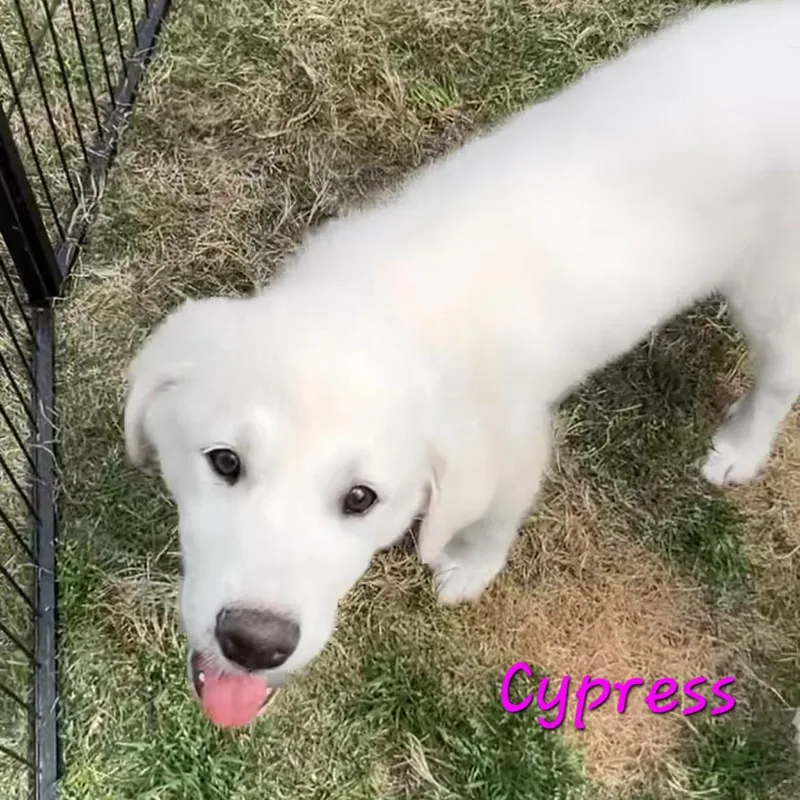 Cypress Woods thumbnail 3