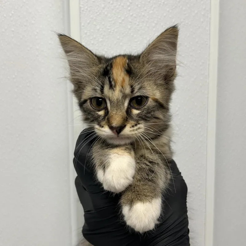 A baby small-sized female Torbie Domestic Medium Hair cat named Lucille for adoption in Abilene, TX