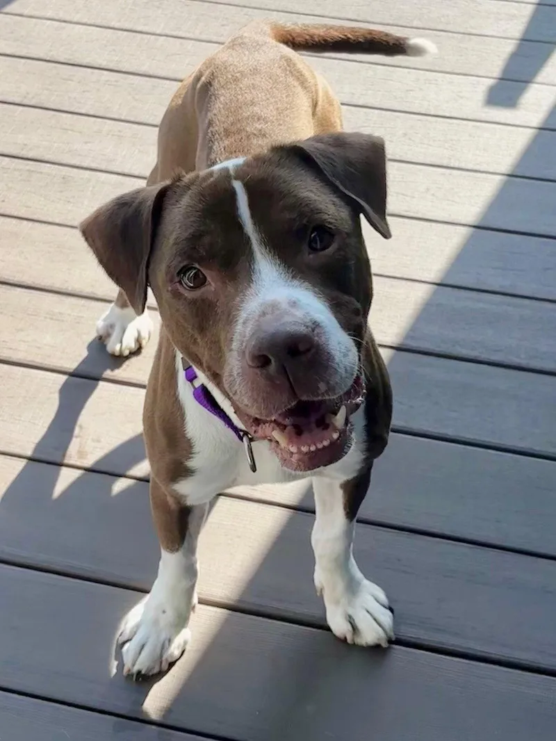 A young medium-sized male Pit Bull Terrier dog named Bluebeard for adoption in Crete, IL