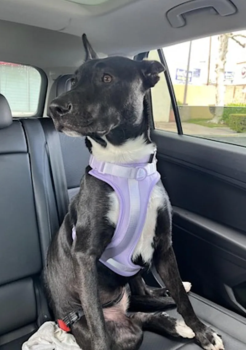 An adult large-sized female Black Pit Bull Terrier dog named Hannah for adoption in Amherst, MA
