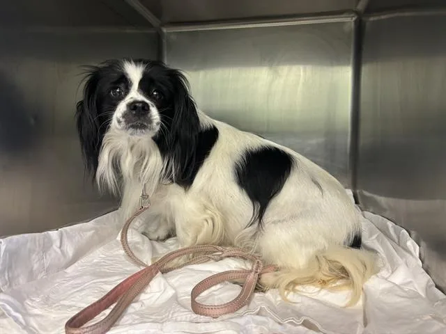 A young medium-sized female Japanese Chin dog named May for adoption in Grand Prairie, TX