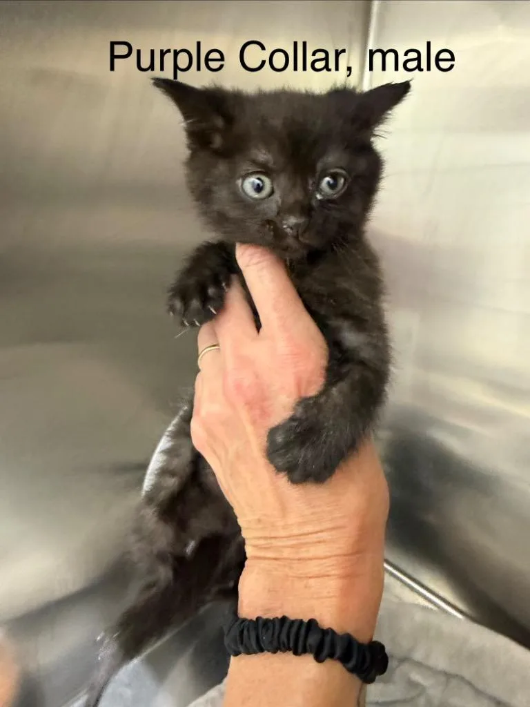 A baby small-sized male Domestic Short Hair cat named Ansel for adoption in Glenfield, NY