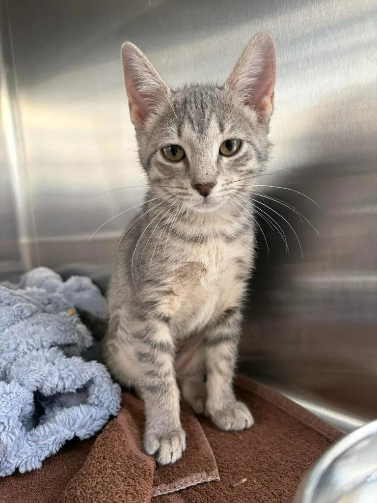A baby small-sized female Domestic Short Hair cat named Tiny Toast for adoption in Sebastian, FL