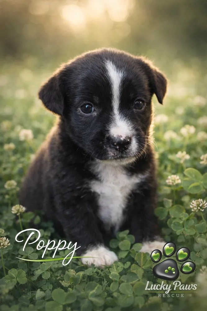 Spring Litter: Poppy