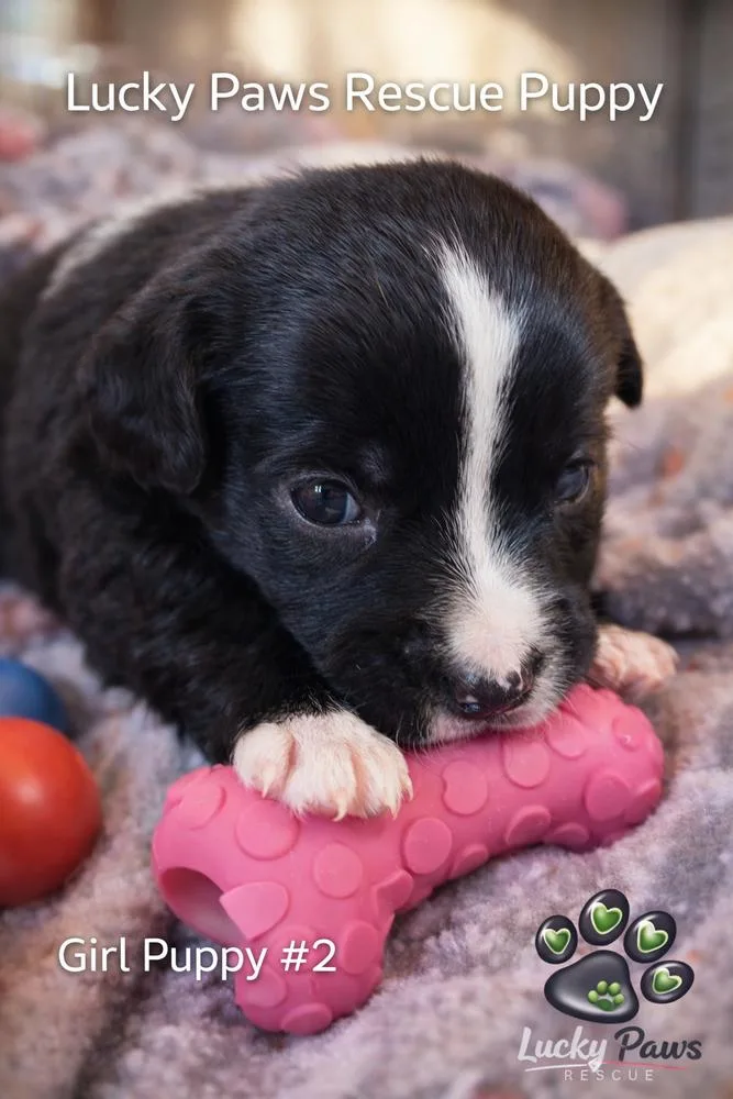 Spring Litter:  Poppy thumbnail 2