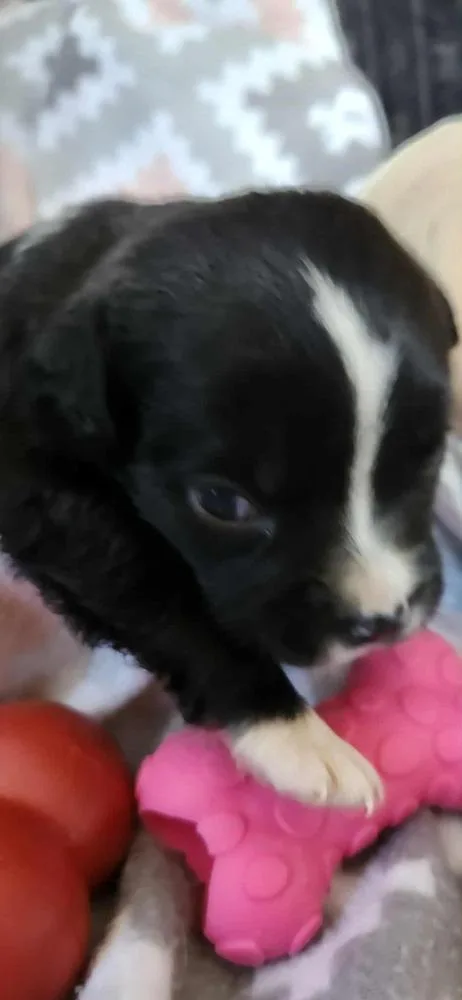 Spring Litter:  Poppy thumbnail 3