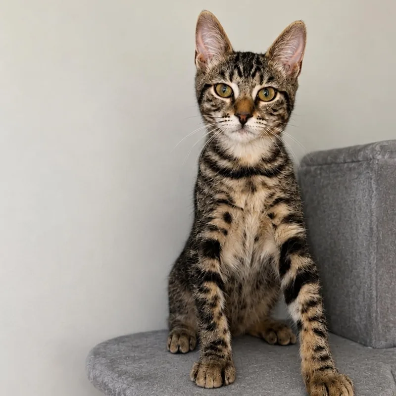 A baby medium-sized male Tabby (Brown / Chocolate) Domestic Short Hair cat named Otto for adoption in Fresno, CA