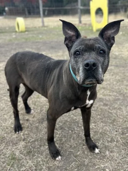 A senior large-sized female American Staffordshire Terrier dog named Lemon Drop for adoption in San Antonio, TX