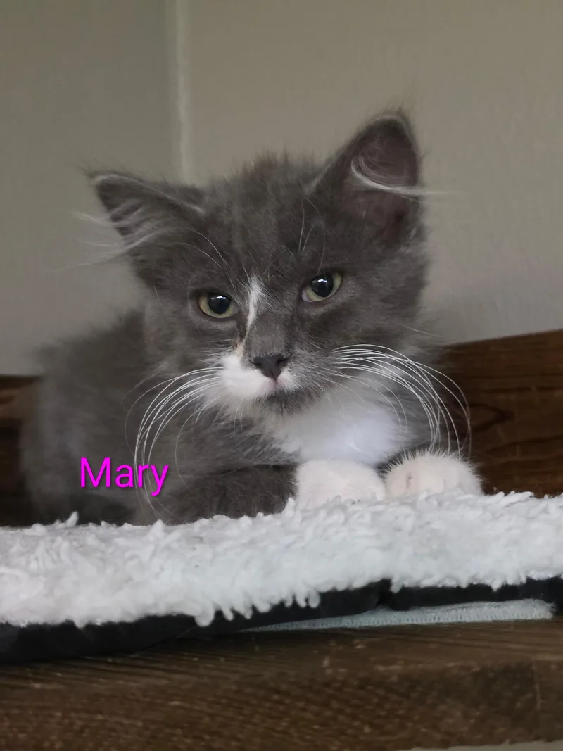 A baby small-sized female Gray & White Domestic Short Hair cat named Mary for adoption in Faribault, MN