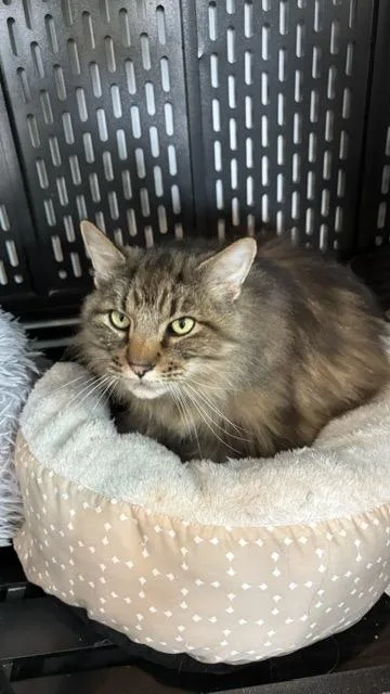 An adult large-sized female Domestic Long Hair cat named Manny for adoption in Bonners Ferry, ID