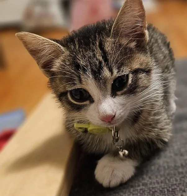 A baby small-sized female Gray & White Tabby cat named Cerulean Sea: Phee for adoption in Warren, CT