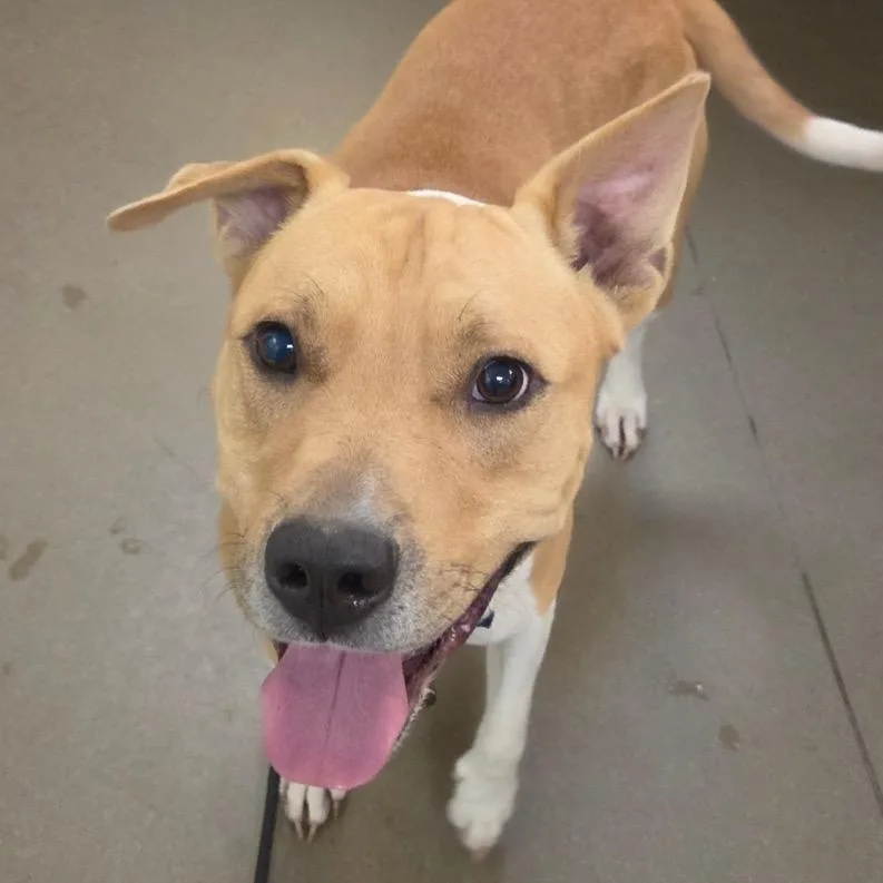 An adult medium-sized male Yellow / Tan / Blond / Fawn Mixed Breed dog named Ceviche for adoption in Asheville, NC