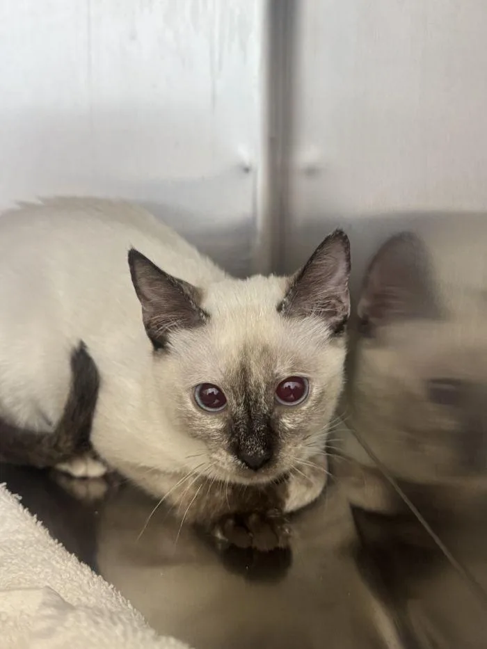 A young small-sized female Buff / Tan / Fawn Domestic Short Hair cat named French Vanilla for adoption in Hilton Head Island, SC