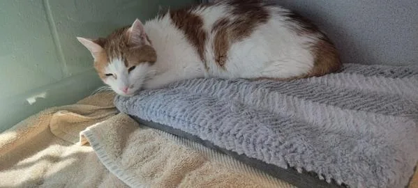 An adult large-sized male Domestic Short Hair cat named Harley for adoption in Stratham, NH