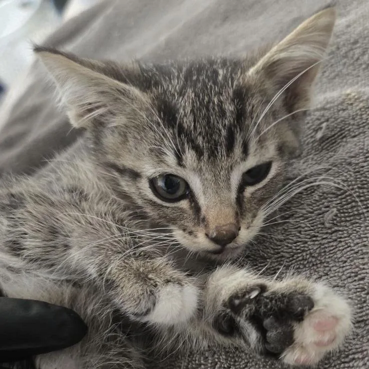 A baby small-sized male Brown / Chocolate Domestic Short Hair cat named Sour Pearl Jam for adoption in Austin, TX