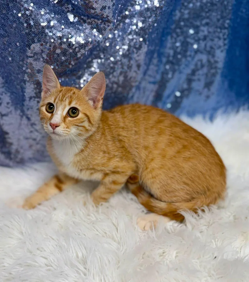A young medium-sized male Orange & White Domestic Short Hair cat named Polymer for adoption in Clarkesville, GA