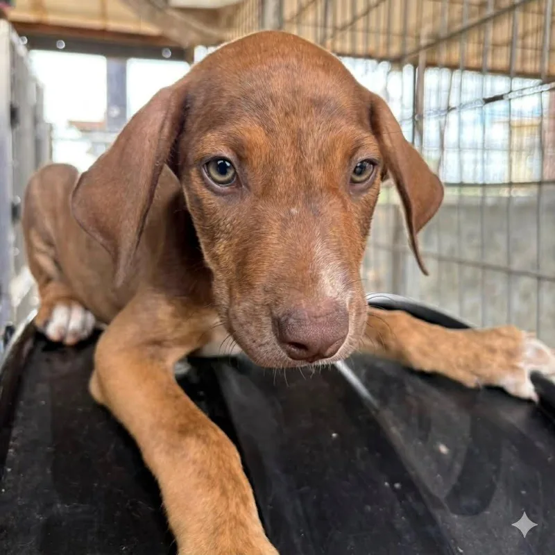 A baby small-sized female Yellow / Tan / Blond / Fawn Labrador Retriever dog named Fruit Tart for adoption in Austin, TX