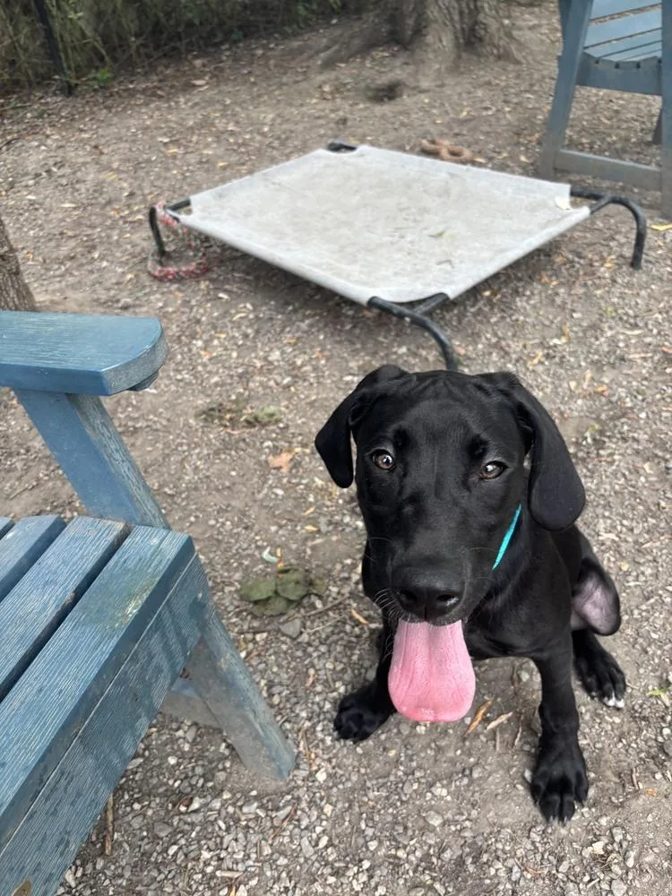 A baby medium-sized male Tricolor (Brown, Black, & White) Labrador Retriever dog named Gelato for adoption in Elmsford, NY
